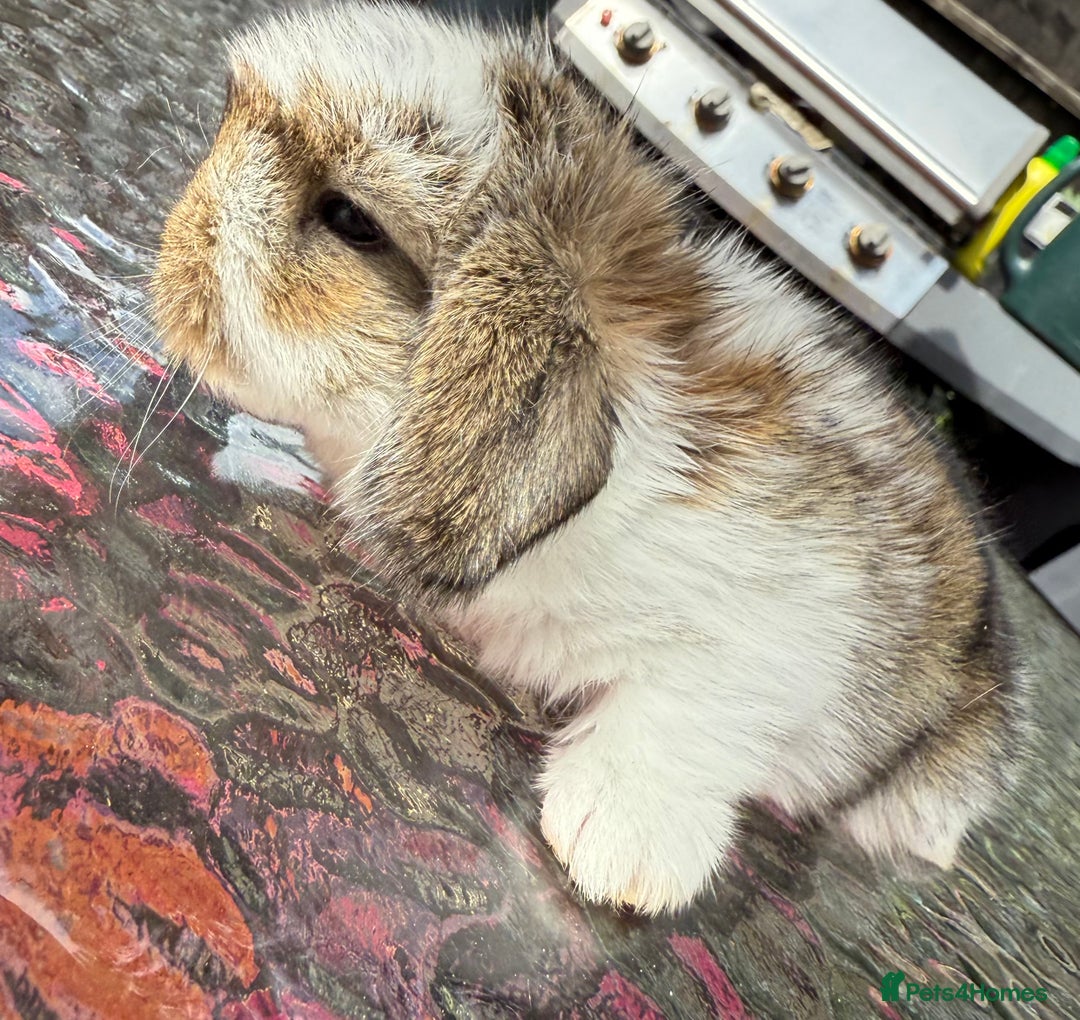 Mini Lop rabbits for sale: Agouti Butterfly Buck  - Image 4