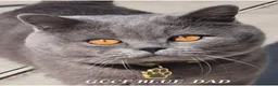 British Shorthair cats for sale: Cute, Lilac BSH boy for new home  - Advert 4