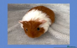 Guinea Pig rodents for sale: Baby guinea pigs  - Image 12