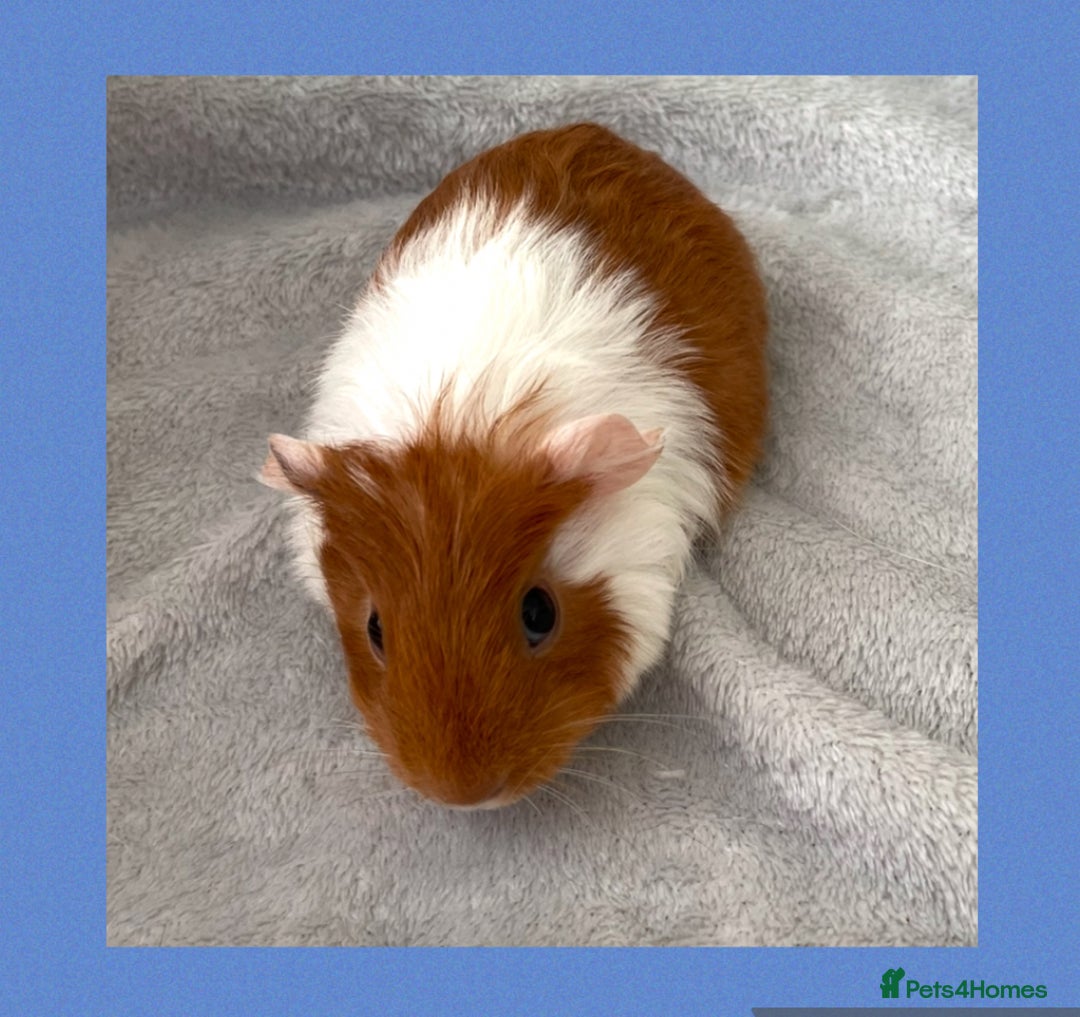 Guinea Pig rodents for sale: Baby guinea pigs  - Image 12