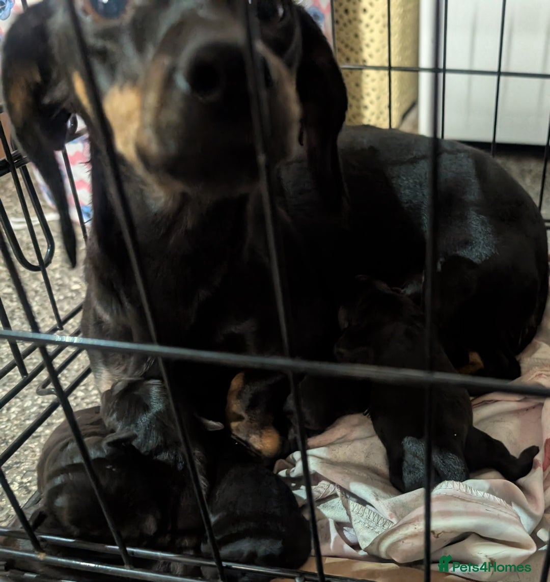 Mixed Breed dogs for sale: Gorgeous mini dachshund cross pug  - Advert 3