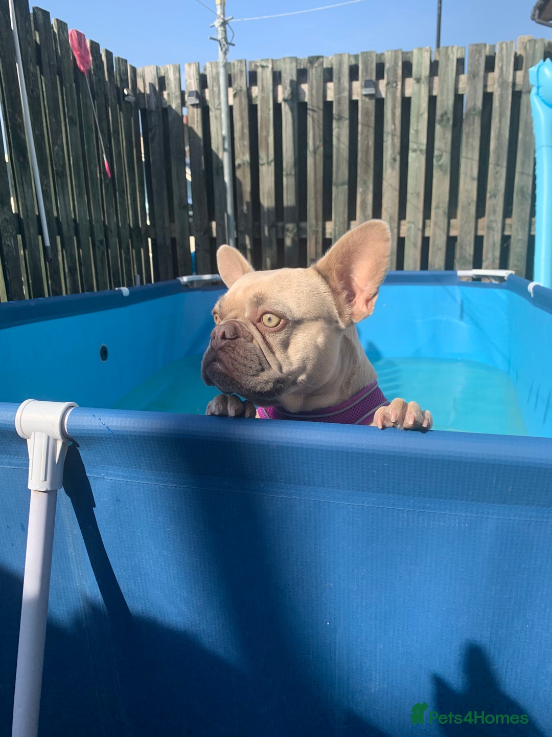 French Bulldog dogs for sale: 3 year old girl French bulldog  - Image 3
