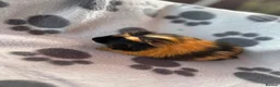 Guinea Pig rodents for sale: Baby Male Guinea Pigs For Sale - Advert 3
