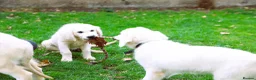 Golden Retriever dogs for sale: Purpose Bred Puppies for Assistance & Family Homes - Advert 3