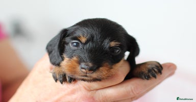 Miniature Dachshund dogs - Advert 14