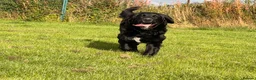 Golden Mountain Dog dogs for sale: Chilli - Advert 2