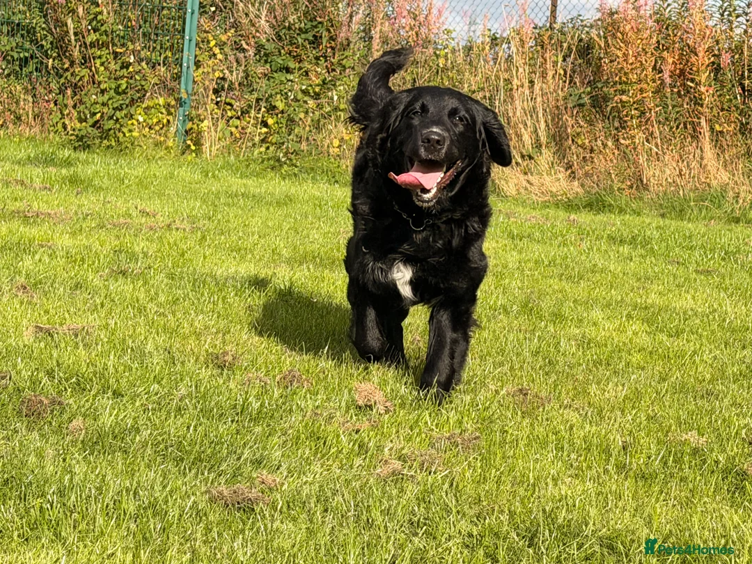 Golden Mountain Dog dogs for sale: Chilli - Advert 2