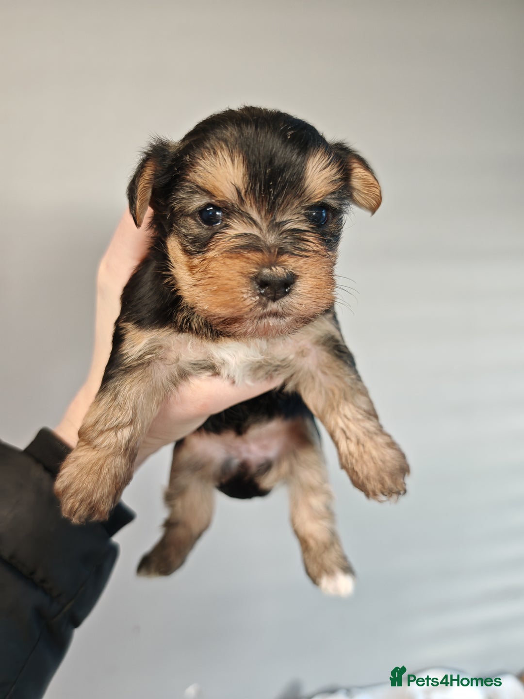 Yorkshire Terrier dogs for sale: Yorkshire Terriers pups - Advert 5