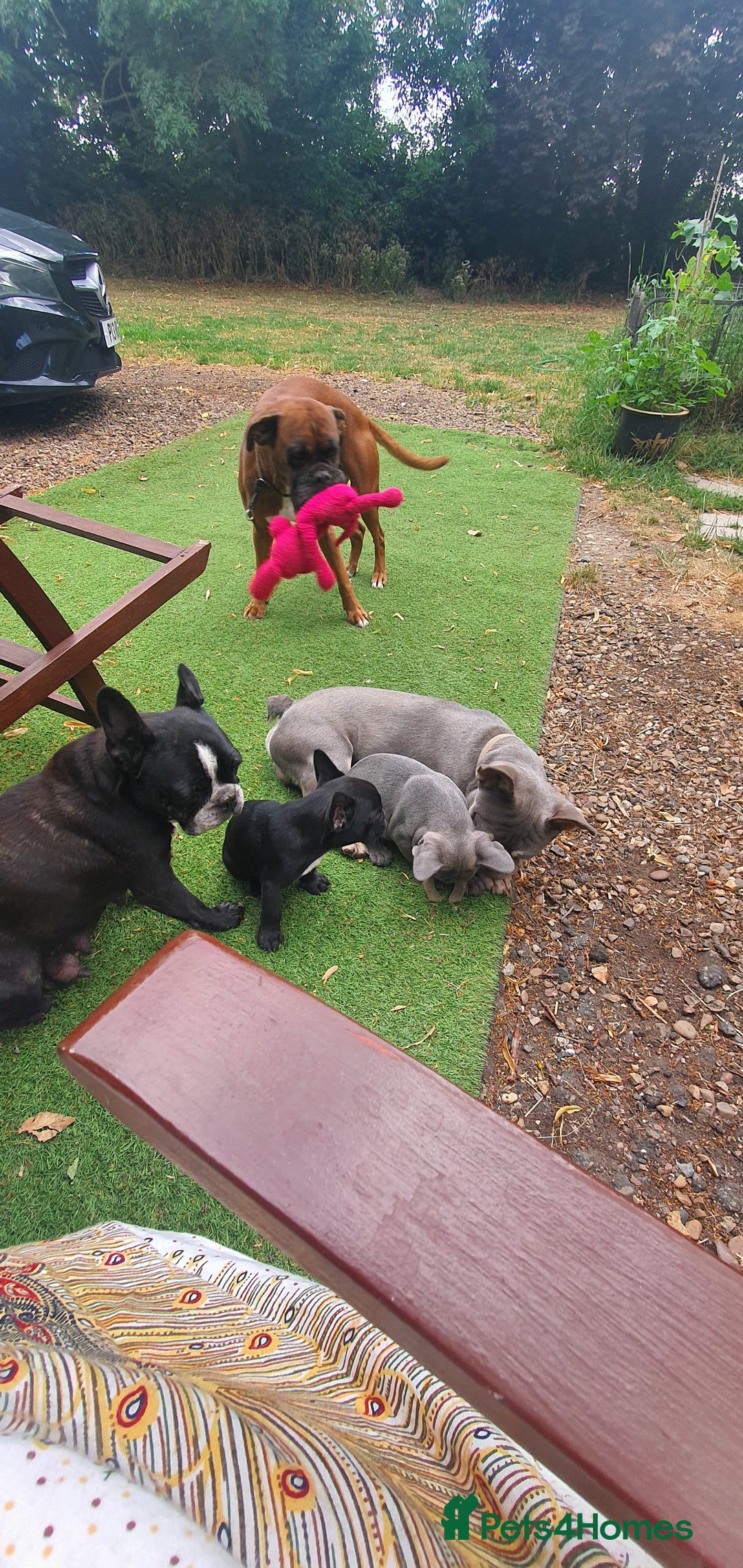 French Bulldog dogs for stud: Gorgeous Lilac And Tan self tying Frenchie Stud - Image 4