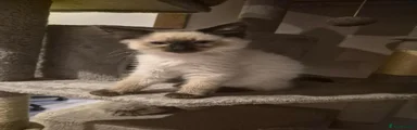 Seal point boy