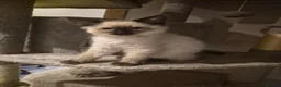 Ragdoll cats for sale: Very friendly ragdoll kittens - Advert 8