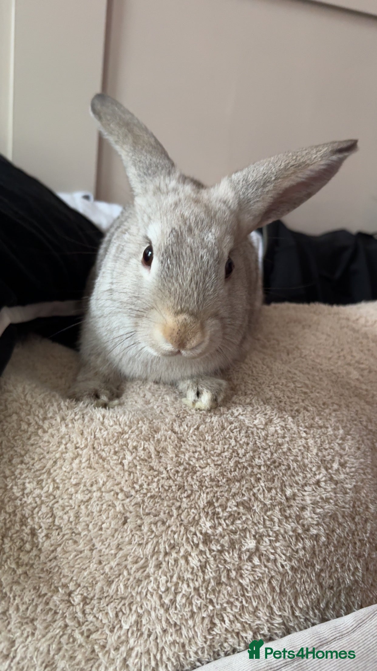 Mixed Breed rabbits boy for sale - Advert 19