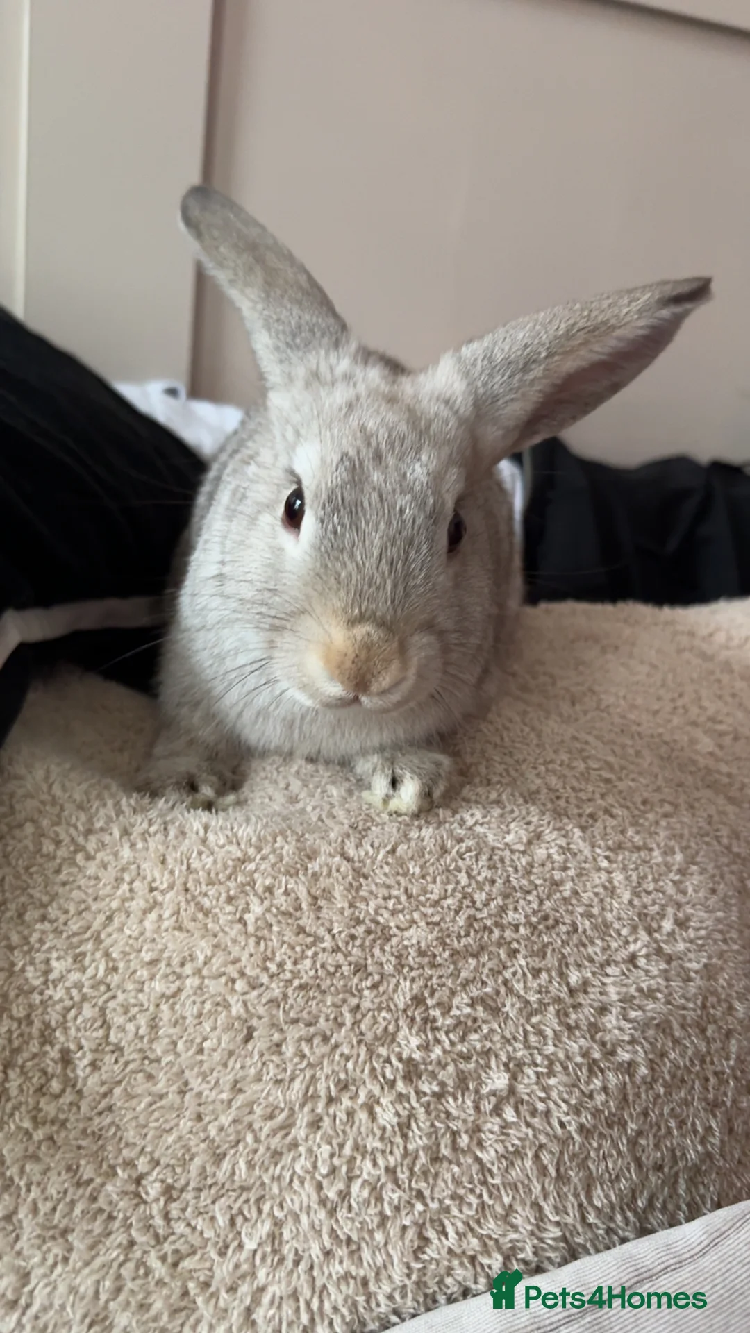 Mixed Breed rabbits for sale: boy for sale - Advert 2