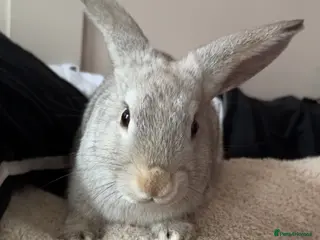 Mixed Breed rabbits boy for sale - Advert 19