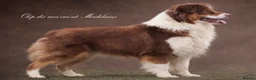 Australian Shepherd dogs for sale: Exceptional KC reg Australian shepherds - Advert 23