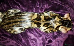 Bengal cats for stud: Rehoming 🔥 Clouded Bengal Stud TICA Amazing🔥 in Durham - Image 1