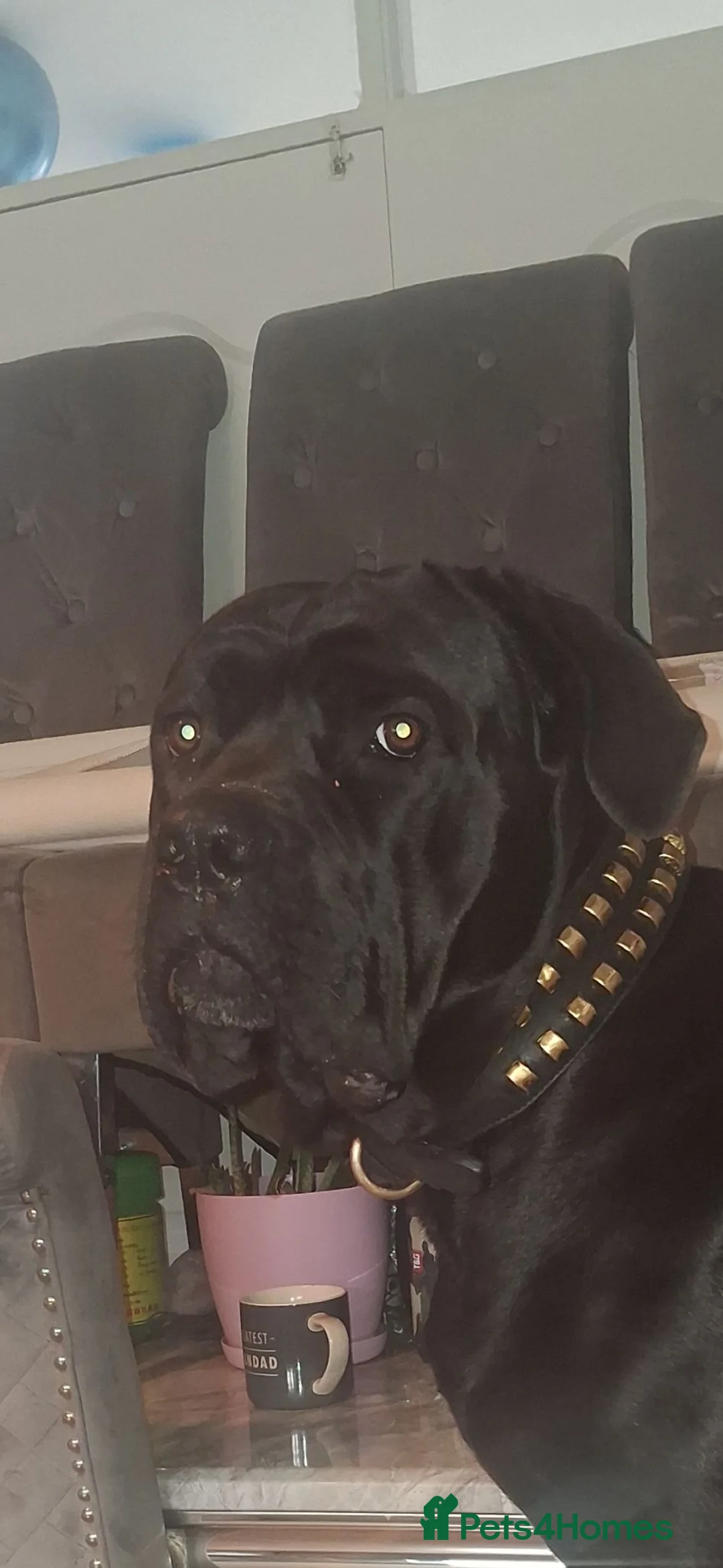 Cane Corso dogs for stud: CAESER - Advert 2