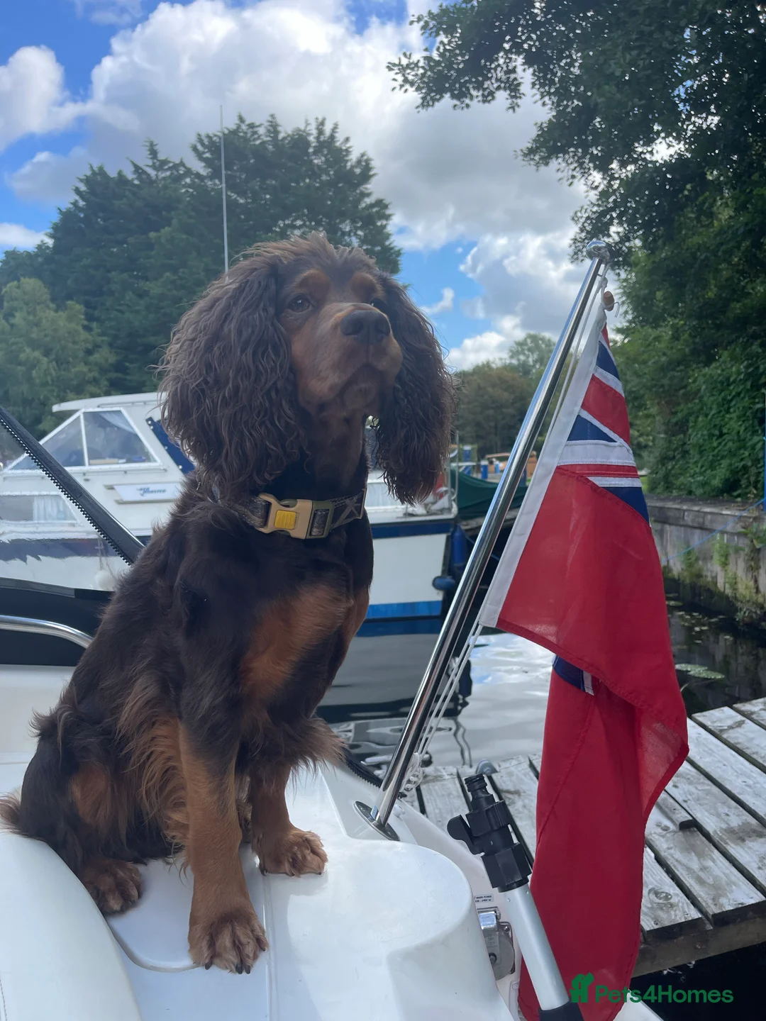 Cocker Spaniel dogs for stud: DNA TESTED CHOC AND TAN WORKING COCKER in Doncaster - Advert 9