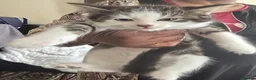 Mixed Breed cats for sale: Beautiful Bengal and Himalayan Kittens for Sale - Advert 4