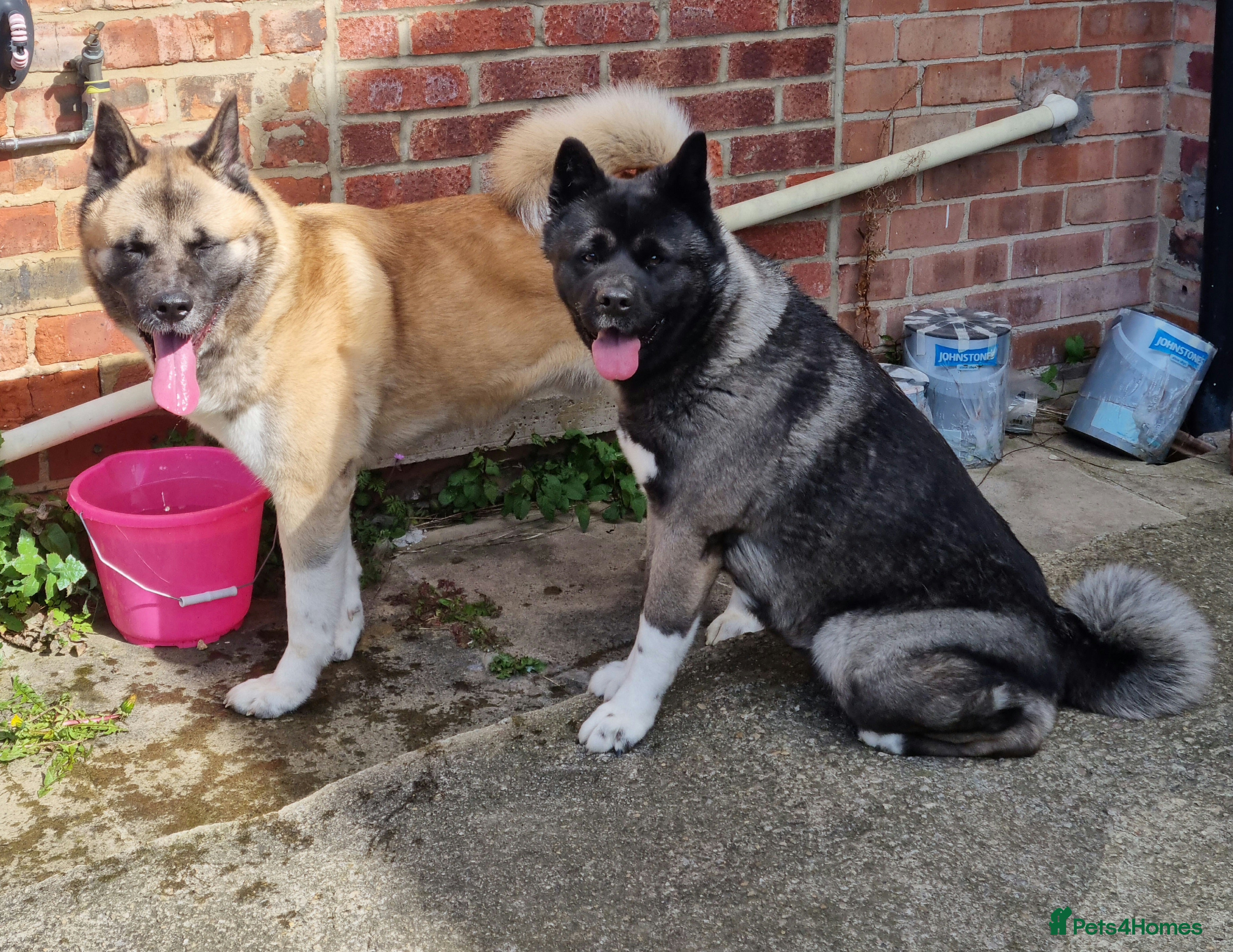 Akita dogs Akita pups - Advert 2