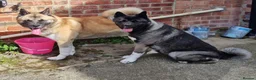 Akita dogs for sale: Akita pups in Middlesbrough - Advert 2