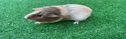 Guinea Pig rodents for sale: Guinea Pigs - Advert 5