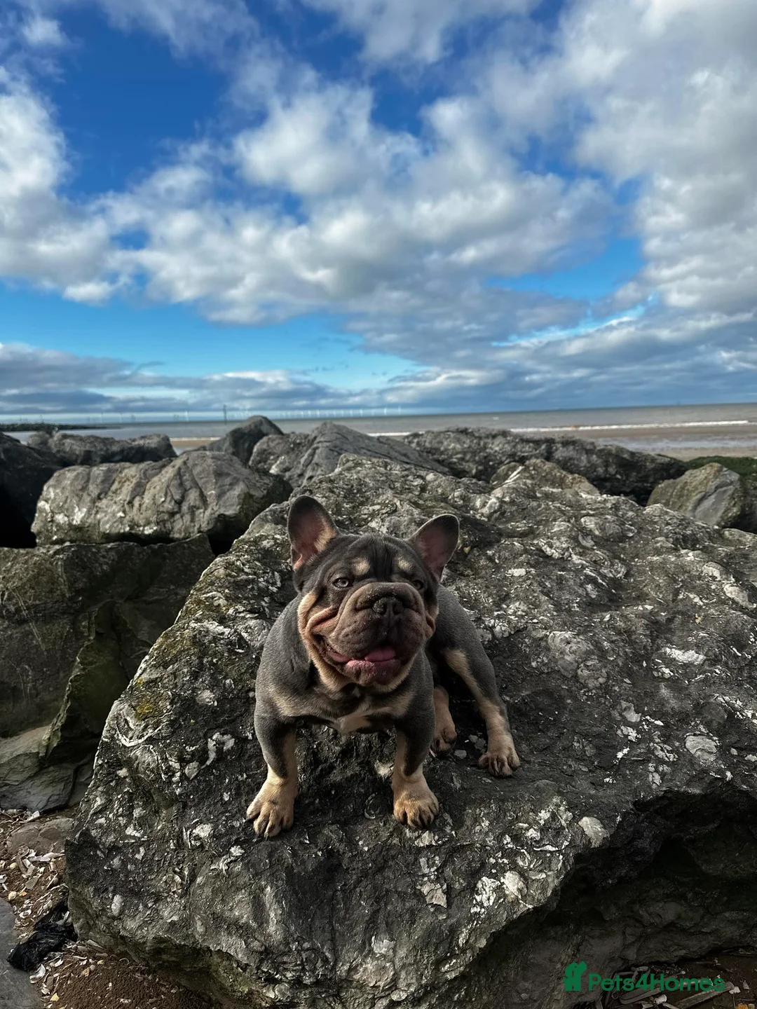 French Bulldog dogs for stud: french bulldog fluffy carrier in Birkenhead - Advert 3