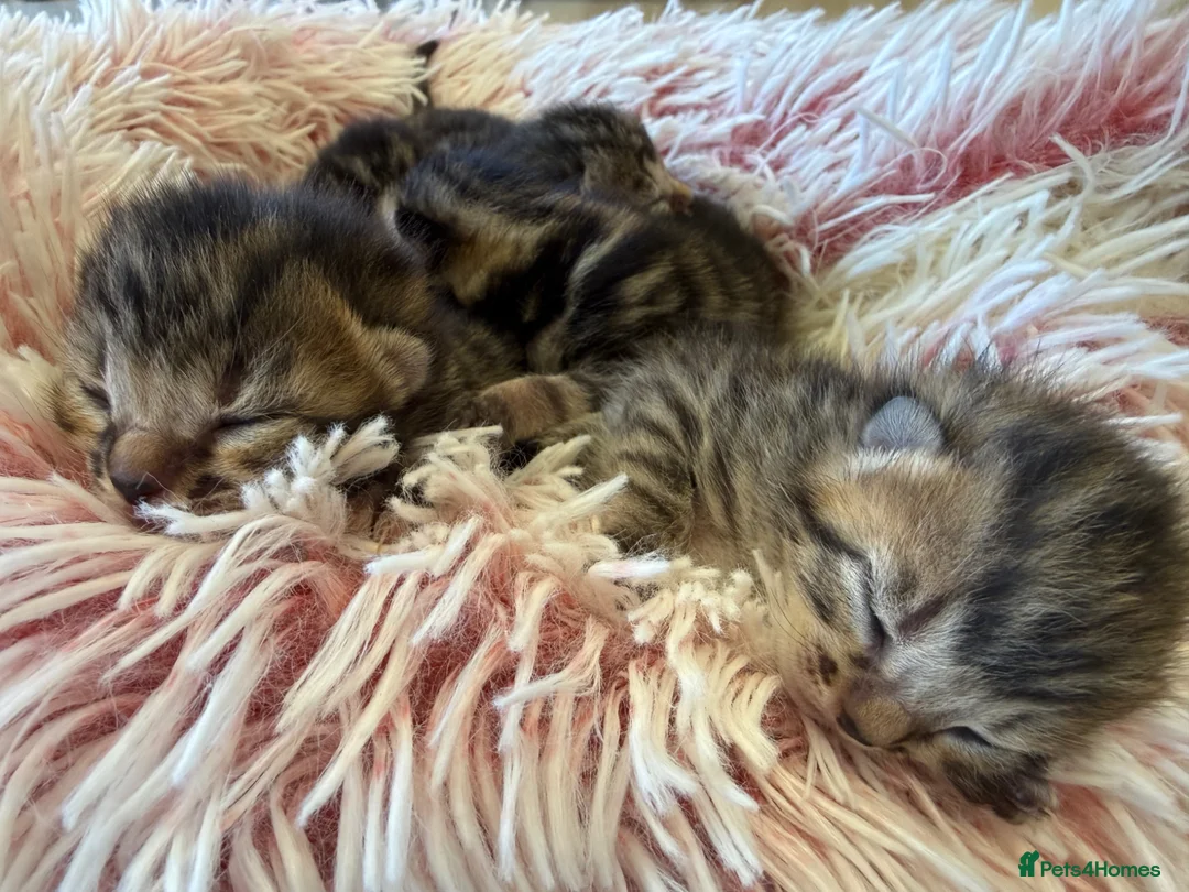 Mixed Breed cats for sale: Half Bengal kittens - Advert 2