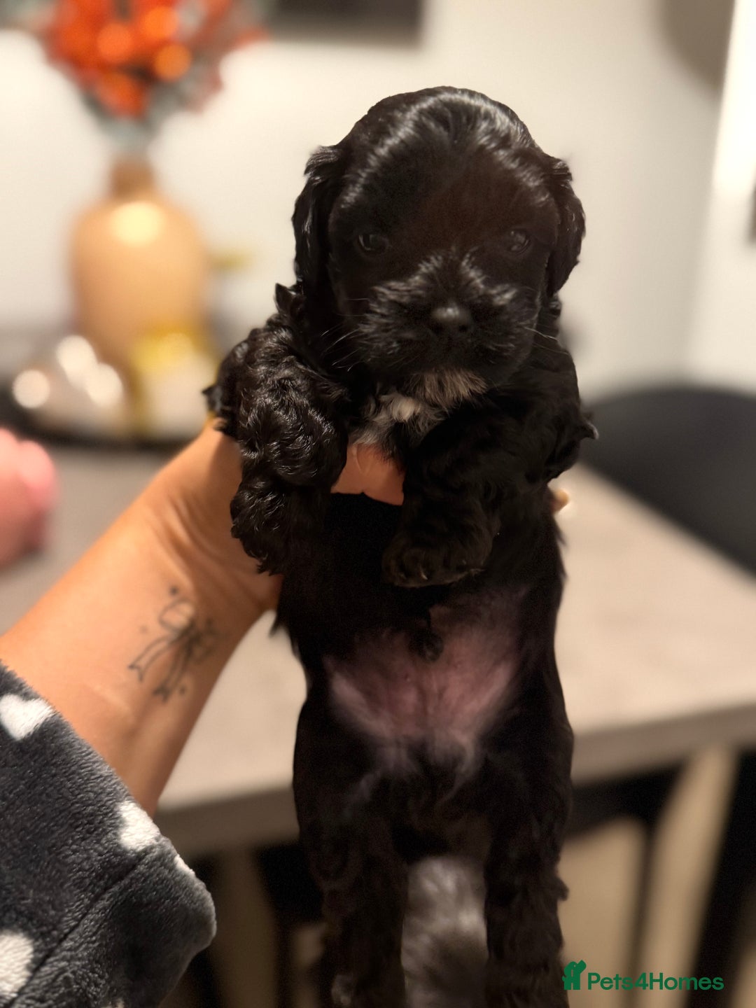 Yorkiepoo dogs for sale: Yorkiepoos - Image 28