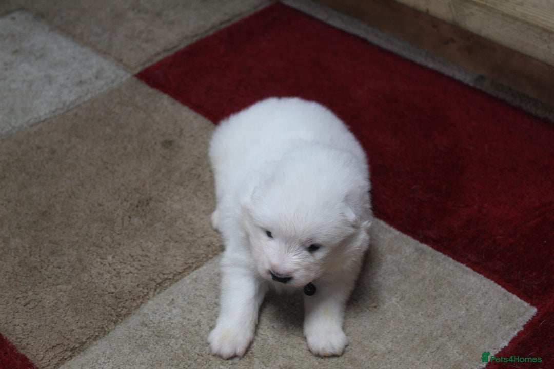 Samoyed dogs for sale: Samoyed puppies - fluff and joy - Image 26