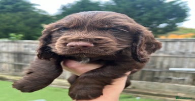 Cocker Spaniel dogs - Advert 12