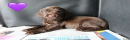 Sprocker dogs for sale: Beautiful Sprocker Spaniel puppies  - Advert 4