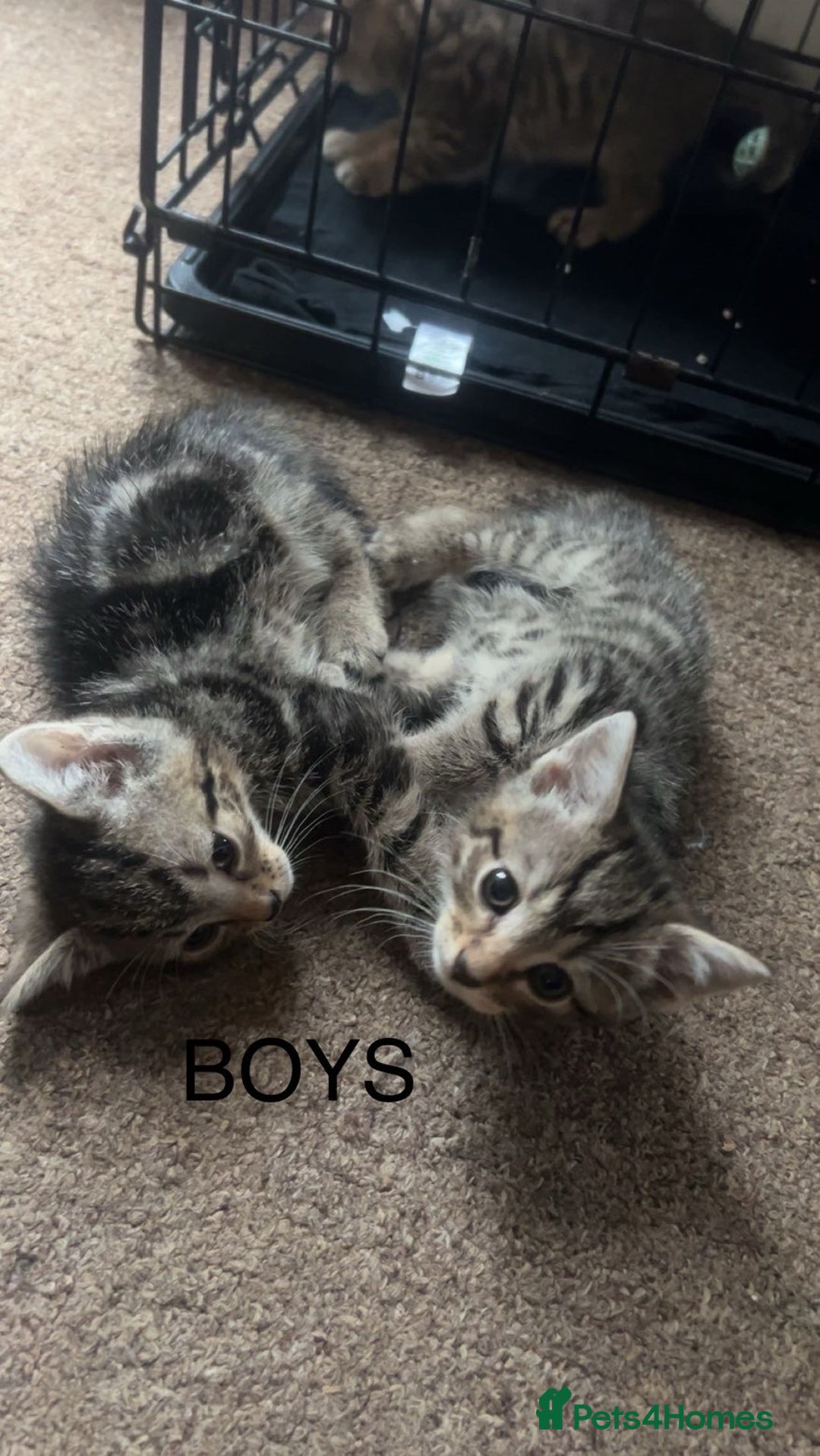 Mixed Breed cats for sale: Tabby Kittens For Sale  - Advert 5