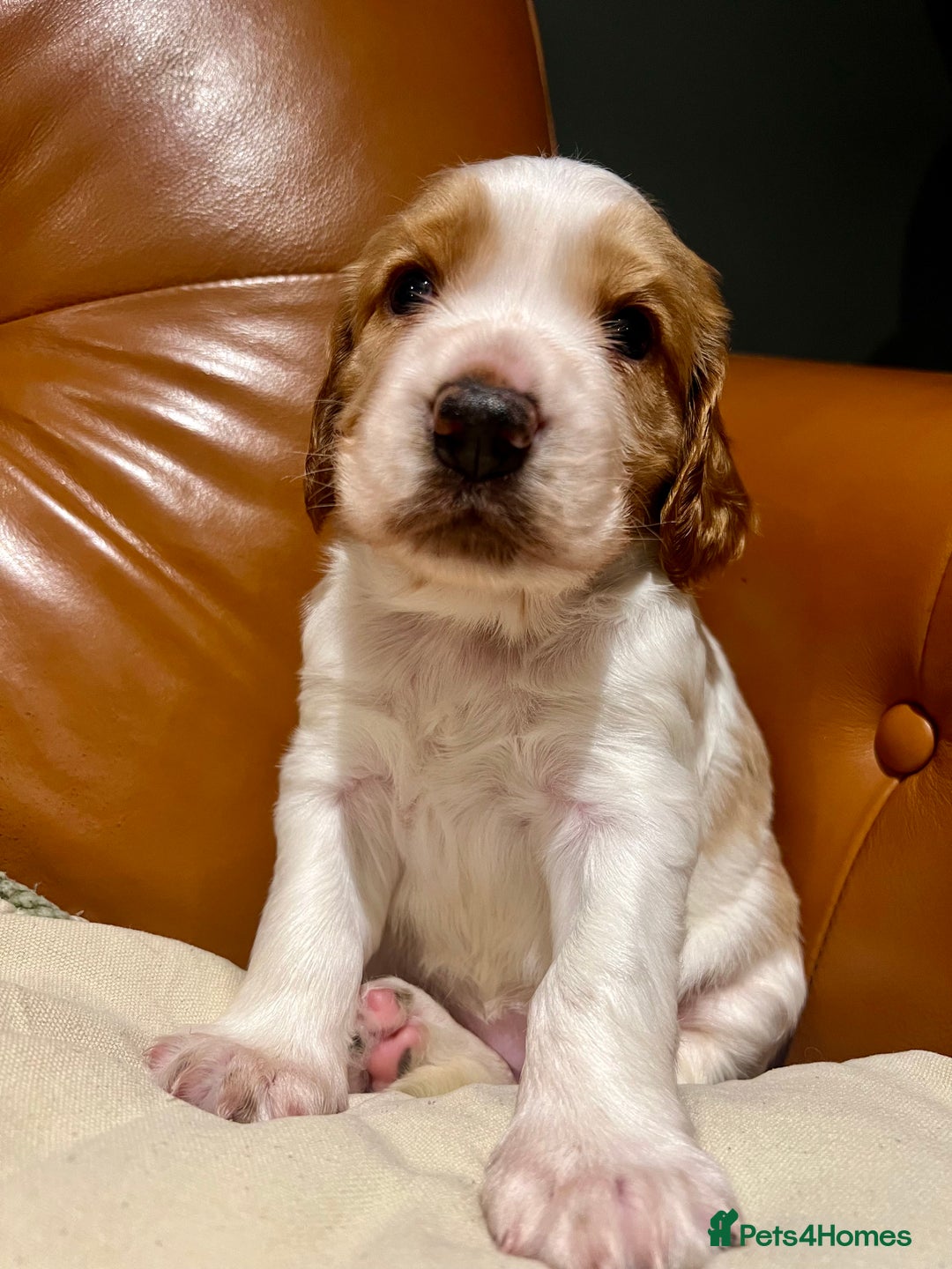 Welsh Springer Spaniel dogs for sale: 1 Girl remaining Fully Health Tested Parents  - Advert 7