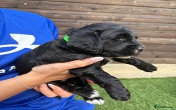 Cocker Spaniel dogs for sale: 3 Beautiful cocker spaniel puppies 2 boys 1 girl - Image 20