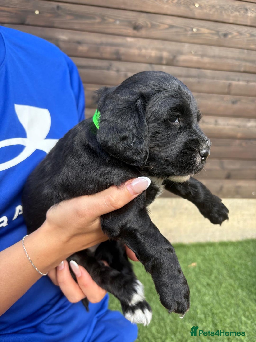 Cocker Spaniel dogs for sale: 3 Beautiful cocker spaniel puppies 2 boys 1 girl - Image 20