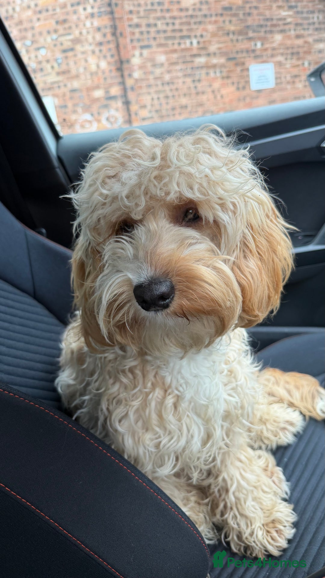 Cockapoo dogs for sale: Cockapoo  - Advert 3