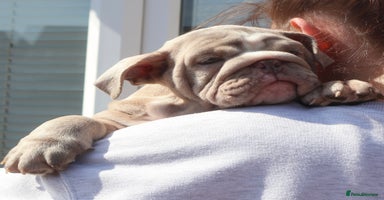 English Bulldog dogs - Advert 16