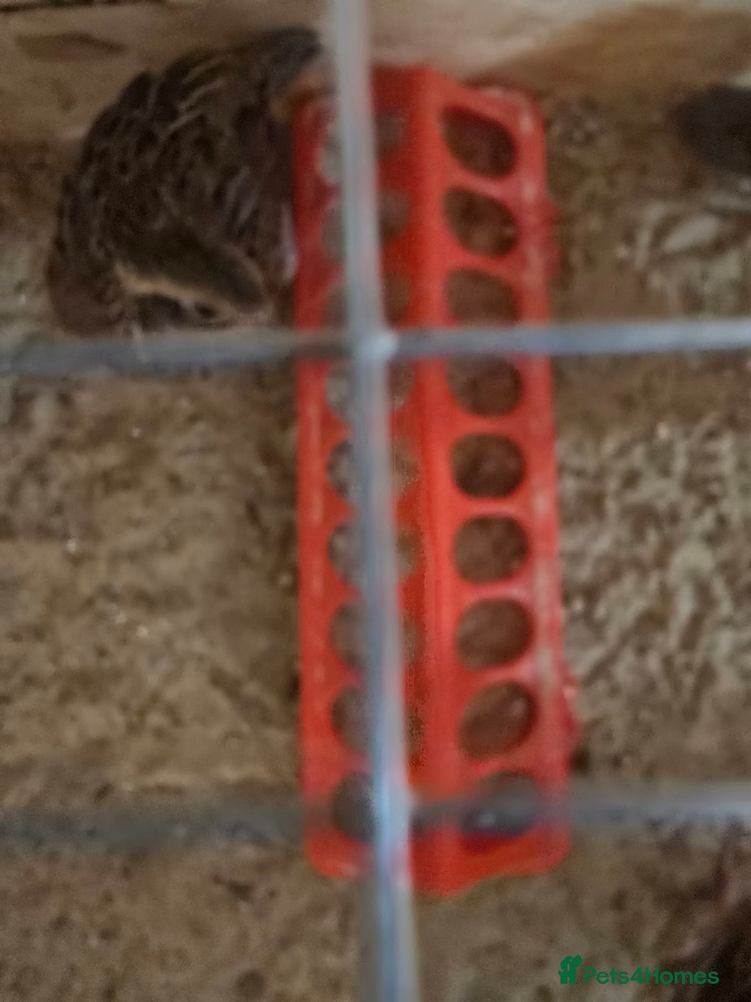 Quail poultry for sale: Beautiful mixed bobwhites  - Advert 2