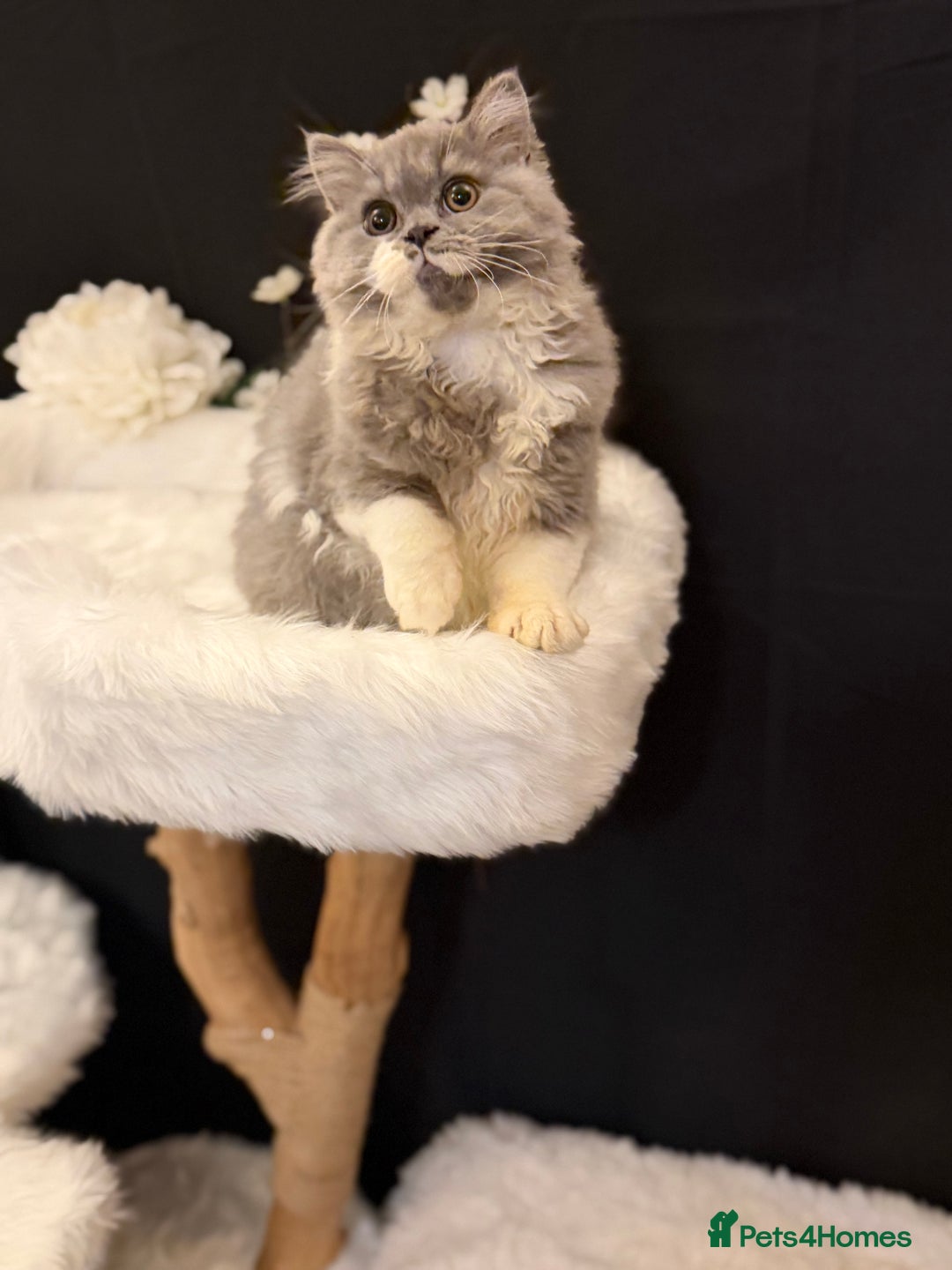 British Shorthair cats for sale: 😽Full Pedigree Registered BSH🌷Trusted Breeder - Advert 8