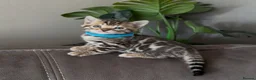 Bengal cats for sale: 1 left- Beautiful Pedigree Bengal kittens for sale - Advert 8