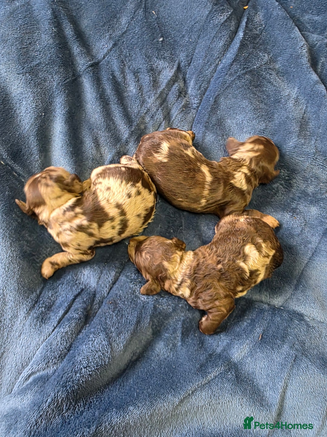 Cockapoo dogs for sale: Cockapoo puppies - Image 32