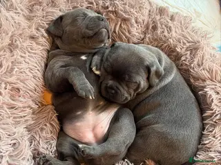 Staffordshire Bull Terrier dogs Kc Blue staffordshire bull terrier puppies in Braintree - Advert 1