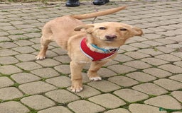 Mixed Breed dogs for adoption: ❤️Hope&Joy — two 7(8) months small sisters❤️ - Advert 8