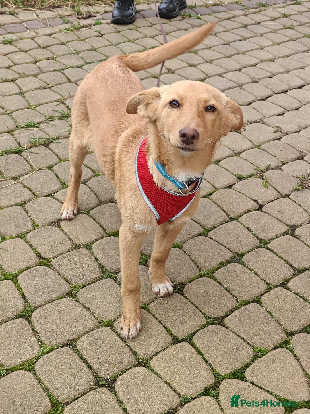 Mixed Breed dogs for adoption: ❤️Hope&Joy — two 7(8) months small sisters❤️ - Advert 8