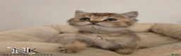 British Shorthair cats for sale: GCCF British Shorthair Babies Ready Soon 🐱 - Advert 8