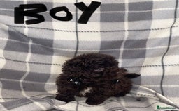 Toy Poodle dogs for sale: KC registered toy poodle puppies - Image 2