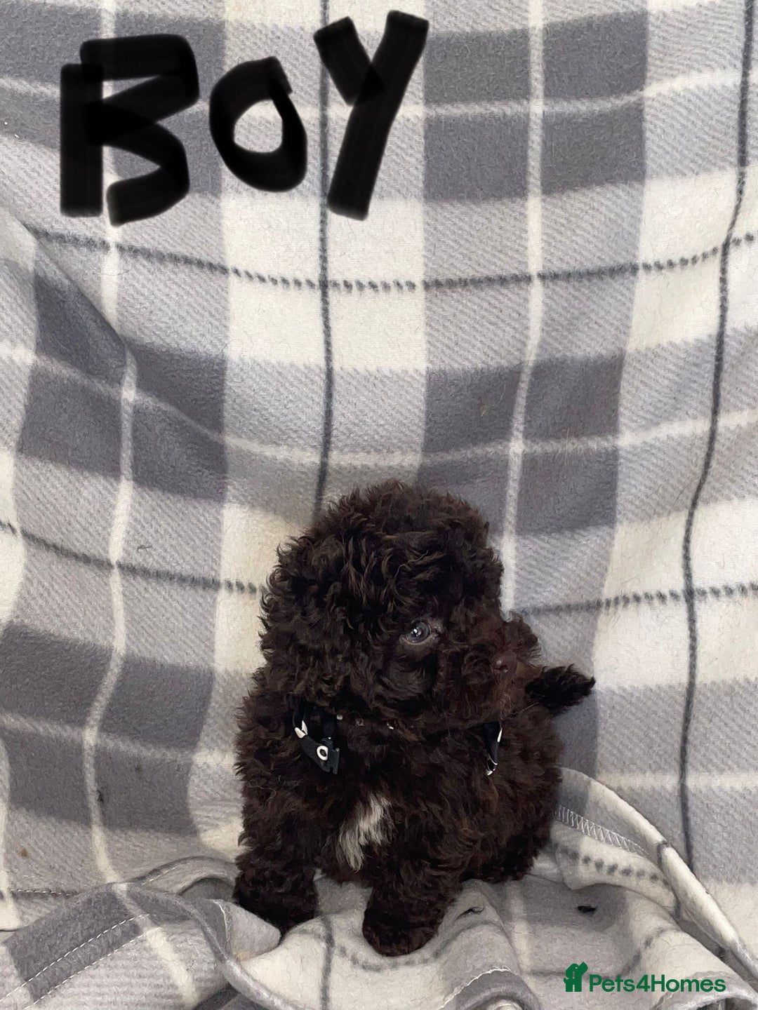 Toy Poodle dogs for sale: KC registered toy poodle puppies - Image 2