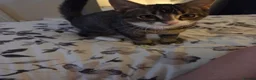 Mixed Breed cats for sale: 4 months old male tabby  in Chester-le-Street - Advert 2