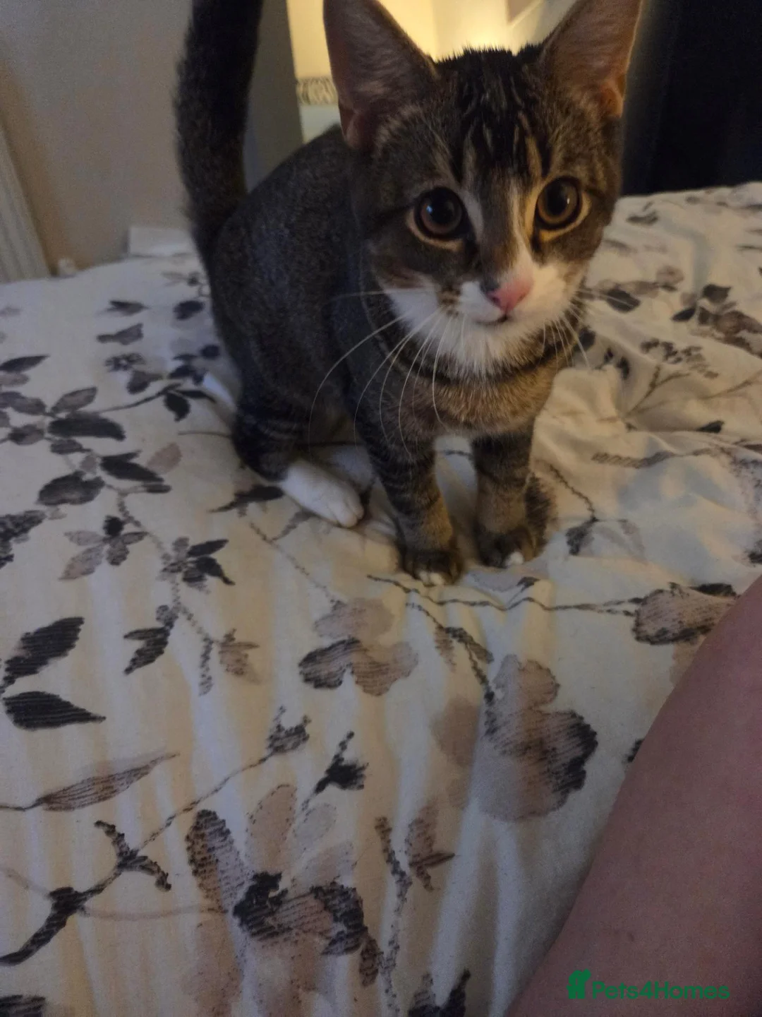 Mixed Breed cats for sale: 4 months old male tabby  in Chester-le-Street - Advert 2